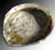 Abalonskal mussla